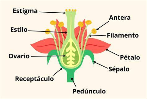 Esquema de las partes de una flor y sus órganos reproductivos.