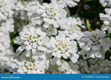 Foto de cerca de flores de Iberis en floración.