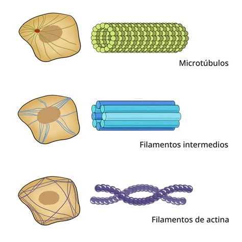 Esquema de la red de filamentos intermedios en una célula, conectando el núcleo con la periferia