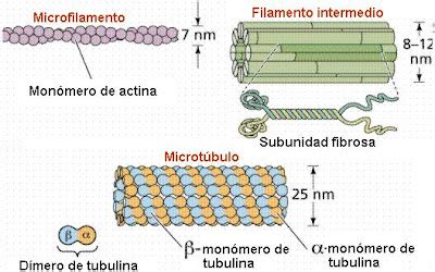 Diagrama de la estructura molecular de un filamento intermedio, mostrando monómeros, dímeros, tetrámeros y el filamento final
