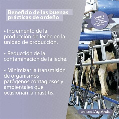 Infografía comparativa: usos de la grasa de ordeño en medicina, cosmética y técnica