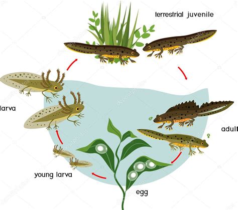 Esquema del ciclo de vida de un tritón, mostrando las fases terrestre y acuática.