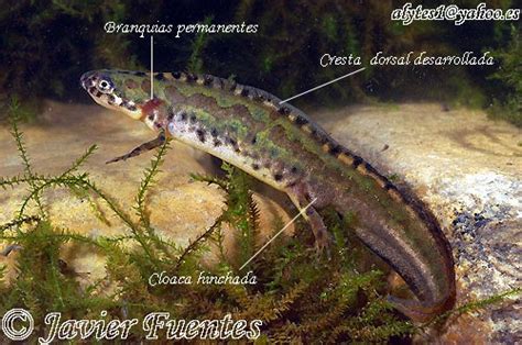 Fotografía de un macho de tritón pigmeo con su cresta dorsal desarrollada durante la época de celo.