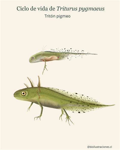 Ilustración comparativa de un tritón pigmeo adulto normal y uno neoténico, mostrando las branquias externas.