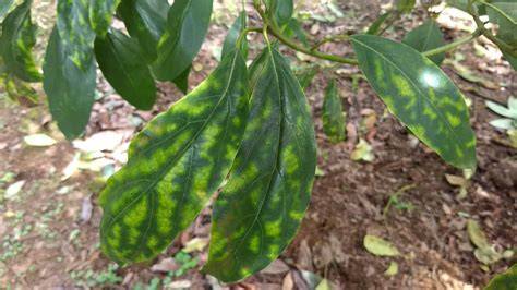Fotografía comparativa de una planta con deficiencia de magnesio (hojas amarillas) frente a una planta tratada correctamente.