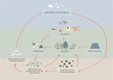 Esquema de los ciclos de nutrientes en praderas: entradas por fertilización, reciclaje animal y extracciones por cosecha.