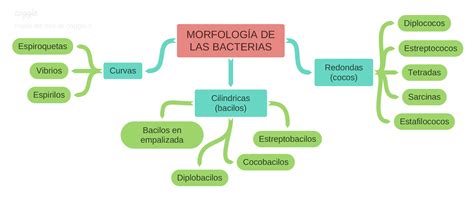 Esquema de las características morfológicas de Coleonyx mitratus