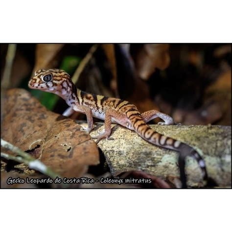 Foto de un terrario naturalizado para Coleonyx mitratus