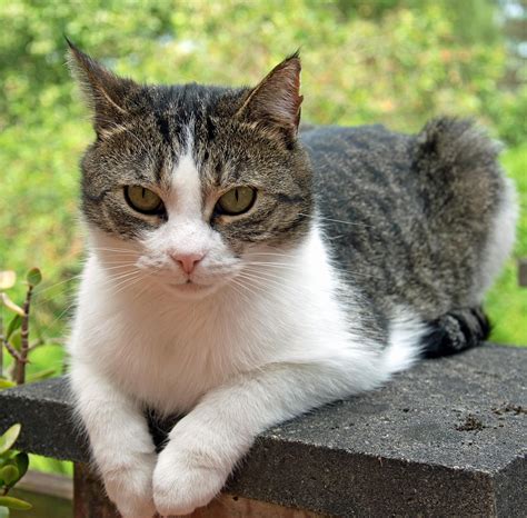 Imagen de un gato doméstico