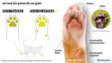 Gato aterrizando sobre sus cuatro patas en una caída
