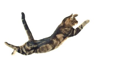 Infografía del movimiento de un gato cayendo para enderezarse