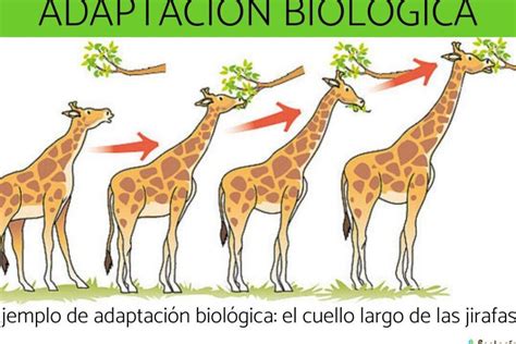 Infografía: Calendario de pasos clave para preparar la adaptación del bebé a la sala cuna, desde la visita previa hasta la rutina de despedida.