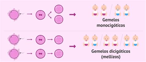 Esquema que ilustra las diferencias entre gemelos monocigóticos (de un mismo óvulo) y dicigóticos (de dos óvulos diferentes).