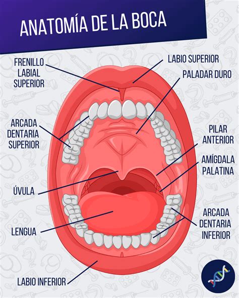 Esquema de la cavidad bucal mostrando los puntos de articulación fonéticos