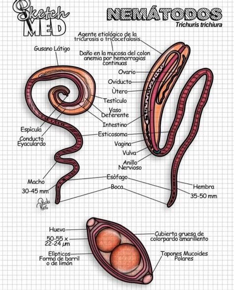 Dibujo esquemático del gusano látigo Trichuris trichiura adulto (macho y hembra)