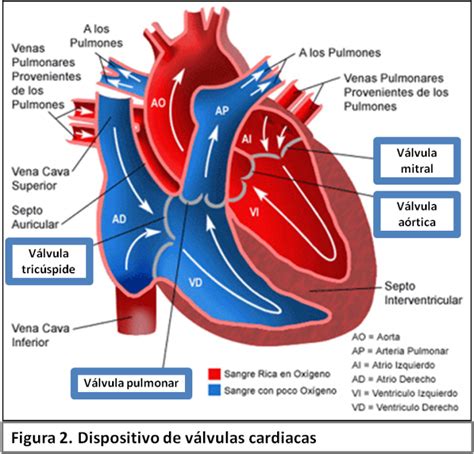 Diagrama esquemático del corazón humano con sus cavidades y válvulas