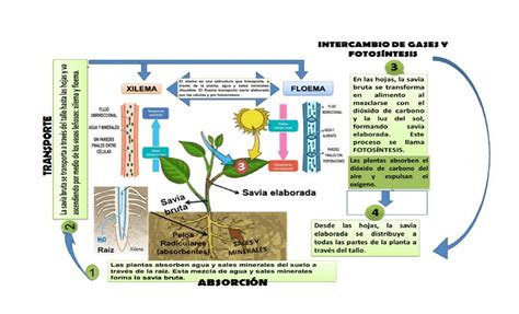 Esquema explicativo sobre la absorción de nutrientes en plantas de maceta frente a plantas en suelo directo.