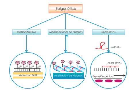 Diagrama que ilustra los mecanismos epigenéticos (metilación del ADN, modificación de histonas, ARN no codificantes) y su influencia en la fertilidad