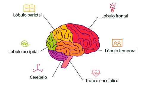 Representación gráfica del sistema de alarma del cerebro en el TOC