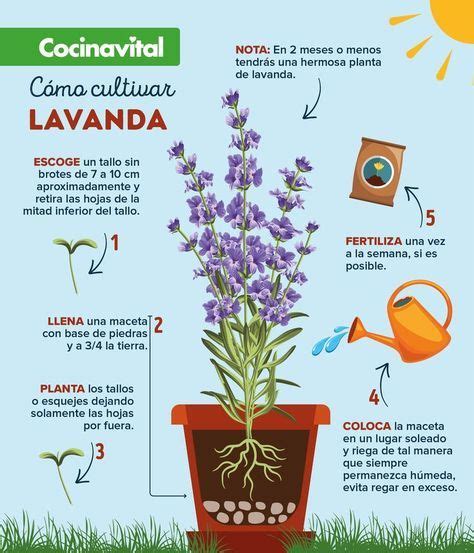 Esquema de las partes de la planta de lavanda con sus flores y tallos