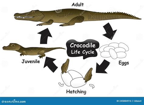 Infografía sobre el ciclo de vida del Cocodrilo de Morelet, destacando la puesta de huevos y la incubación