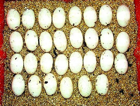 Gráfico que muestra la distribución del número de huevos por nido en Crocodylus moreletii