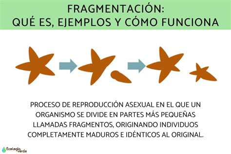 Diagrama que ilustra los diferentes tipos de fragmentación embrionaria.