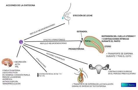 Diagrama esquemático del mecanismo de acción de la oxitocina en la contracción uterina.