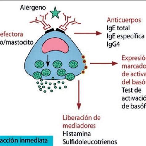 Esquema del mecanismo de acción del diazóxido en la célula beta pancreática y los canales de potasio sensibles al ATP