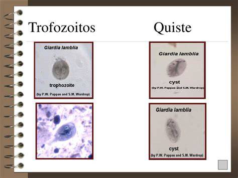 Esquema detallado comparando la morfología del trofozoíto y el quiste de Giardia lamblia, resaltando el disco ventral y los núcleos.