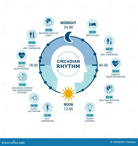infografía sobre los ritmos circadianos adolescentes y la necesidad de sueño