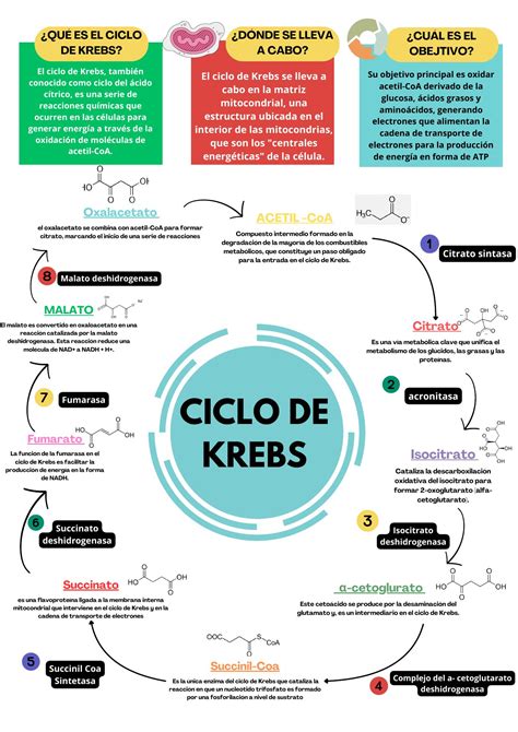 Infografía explicativa sobre el ciclo de recuperación recomendado entre donaciones de óvulos.