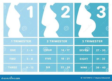 Esquema visual que muestra la evolución de la silueta femenina durante los tres trimestres de gestación y la adaptación del uniforme.