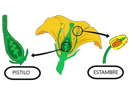 Esquema de las partes de una flor: estambres, pistilo, pétalos y sépalos.