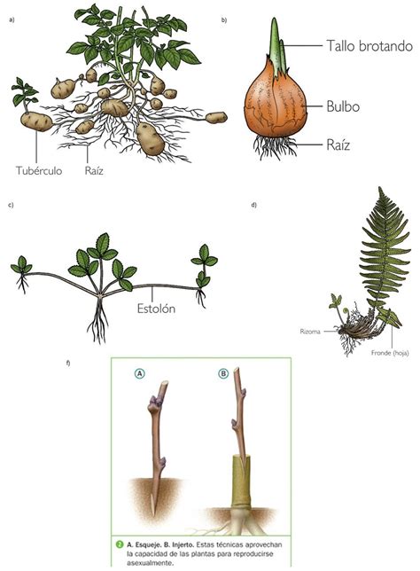 Infografía comparativa: reproducción por estolones, bulbos y esquejes.