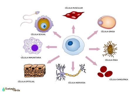 Esquema de las aplicaciones de células fetales en la ciencia