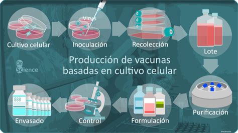 Infografía: Proceso de creación de vacunas con líneas celulares