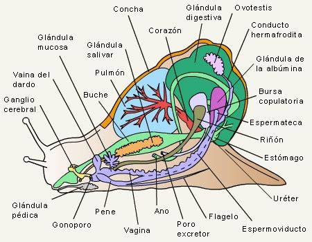 Esquema de la anatomía externa de un caracol de jardín señalando el manto, el ápice de la concha y el pie musculoso.