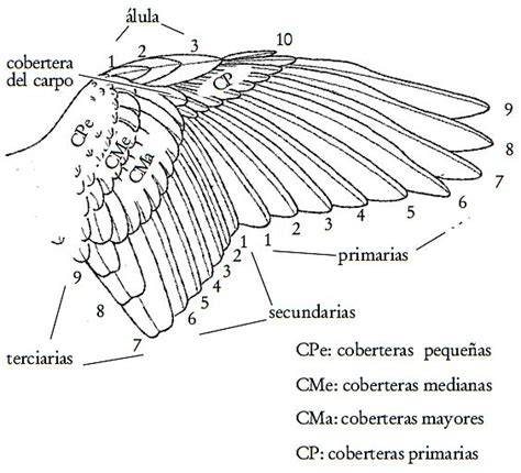 Esquema de las partes del ala donde aplicar la ivermectina