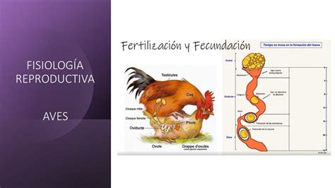 Esquema de la anatomía reproductiva de una ave hembra
