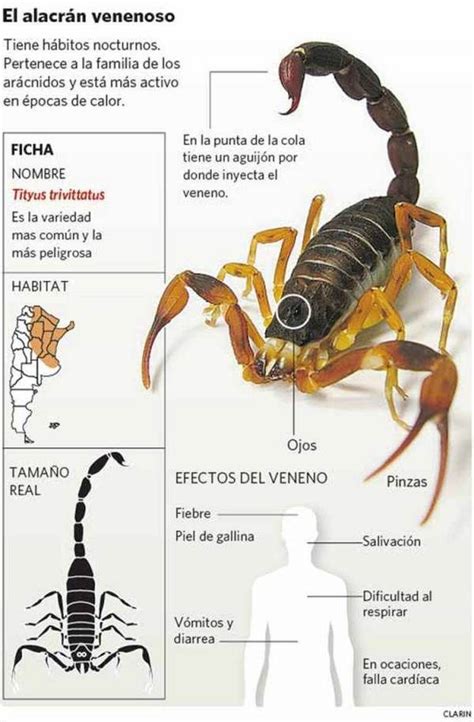 infografía sobre la anatomía de un alacrán y sus características