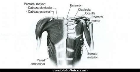 Infografía: anatomía del pecho y puntos clave para el masaje y extracción manual
