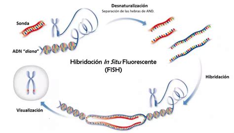 Infografía comparativa de las técnicas FISH, CGH y NGS para el cribado genético preimplantacional.