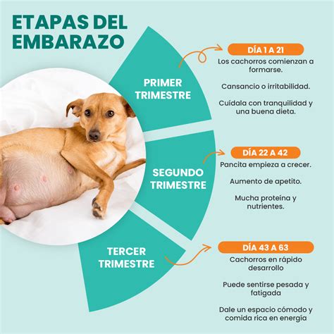 Esquema nutricional que muestra las fases de gestación, lactancia y destete de una perra mediana