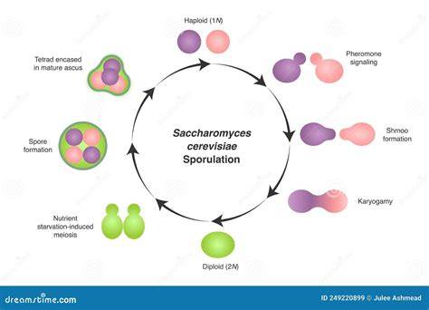 Esquema biológico de una célula de Saccharomyces cerevisiae mostrando su forma ovoide y componentes internos