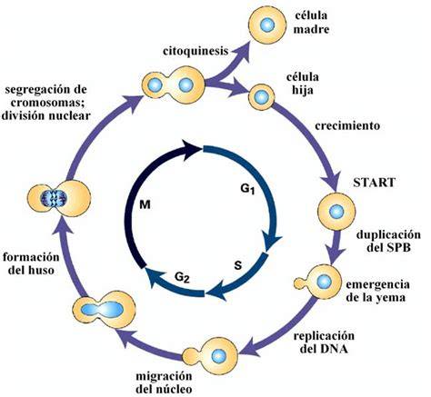 Diagrama que ilustra el ciclo de vida de S. cerevisiae, mostrando la alternancia entre las fases haploide y diploide