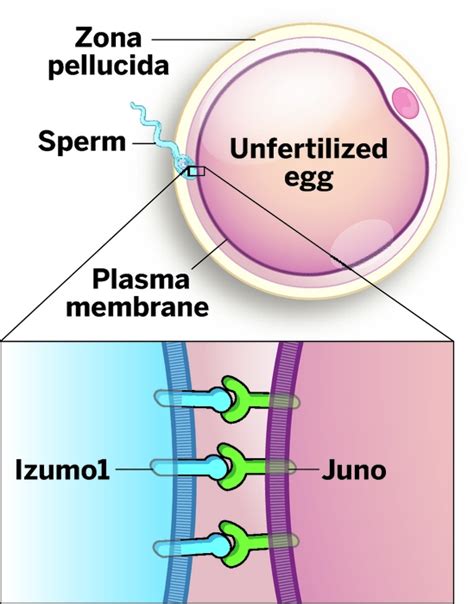 Diagrama de la interacción entre las proteínas Izumo y Juno durante la fecundación