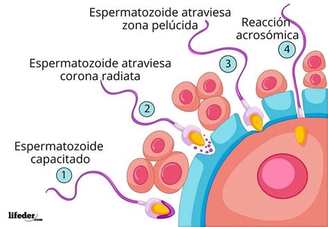 Micrografía de espermatozoides interactuando con la membrana pelúcida de un óvulo
