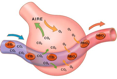 Esquema de intercambio gaseoso pulmonar y diferencias entre hipoxemia e hipercapnia