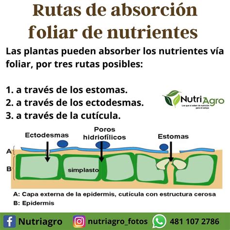 Infografía comparativa de la absorción de nutrientes por vía foliar y edáfica, destacando la rapidez de la absorción foliar.